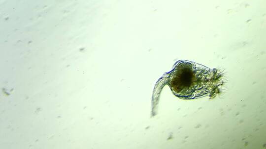 生命科学纪录片素材，显微镜下的生物，轮虫1