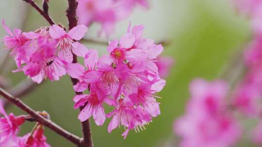 春天粉红色樱花花开视频素材模板下载