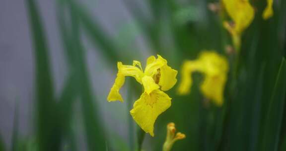 （慢镜）下雨天美人蕉随风摇曳清新唯美