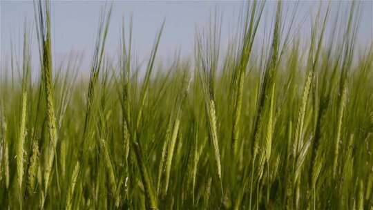 麦田小麦麦穗农业绿色丰收田野