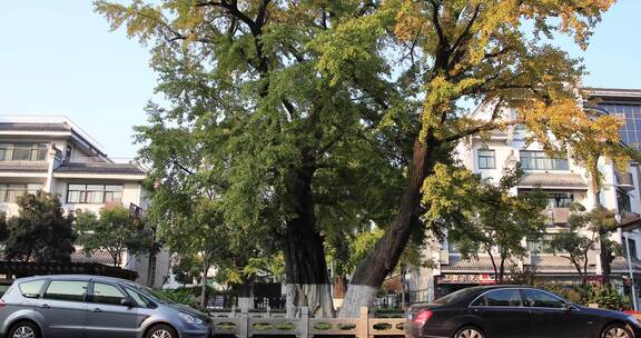 城市千年老树