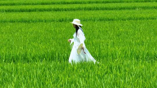 美少女走在成片绿色稻田中航拍夏季乡间乡村