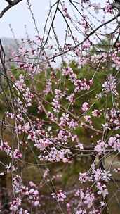 春天盛开的粉色桃花花朵特写升格慢镜竖屏