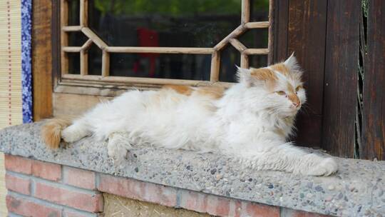 猫趴在窗台上休息