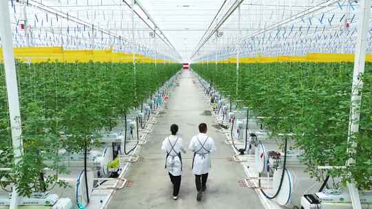 现代智慧科技农业温室种植