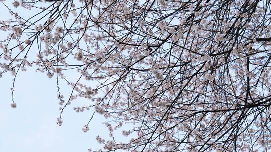 春天阳光下的樱花花朵