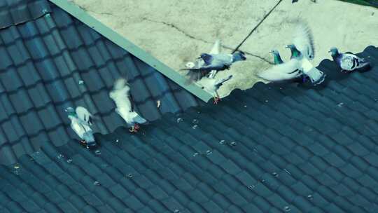屋顶一群鸽子飞走视频素材模板下载