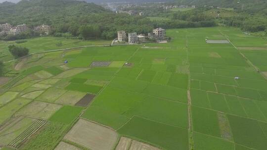 绿色稻田航拍