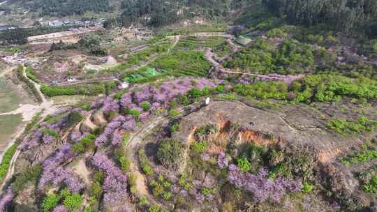 福建福州罗源湾樱花园航拍