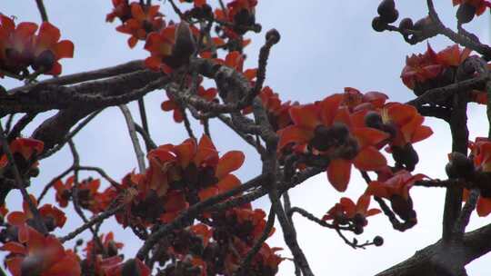 木棉花盛开特写