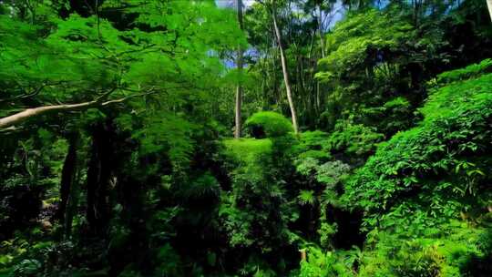 茂密森林绿植景观