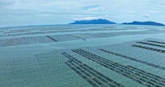 霞浦福建潮间带紫菜养殖0095