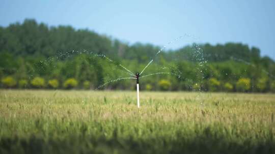小麦灌溉喷洒