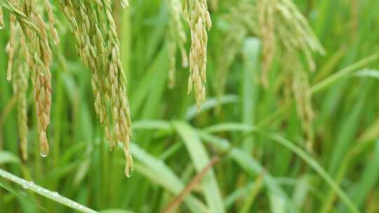 成熟的稻穗水稻特写雨露水珠田野