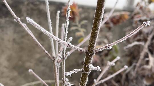 冬天下霜的植物视频素材模板下载