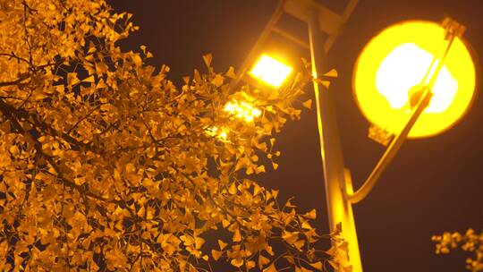 秋天夜晚路灯下的银杏树 夜晚城市交通