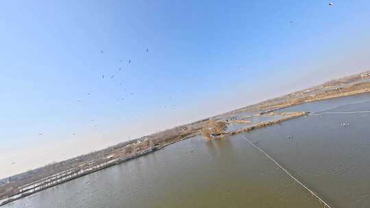 穿越机航拍河湖飞鸟群白鹭鸟类集中地与鸟飞