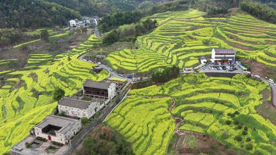 浦江民生村油菜花海梯田风光 航拍