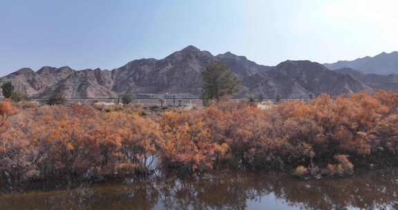 赤金峡水库胡杨林湿地