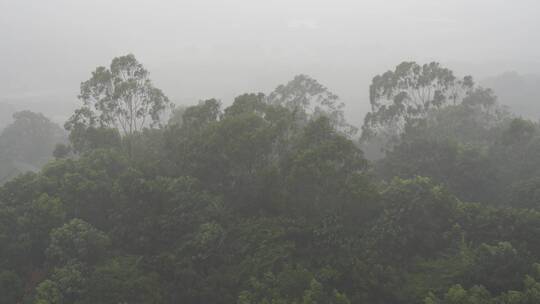 森林暴雨风吹打树木下雨天狂风树林树枝摇摆