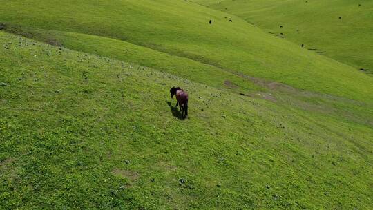航拍新疆伊犁雪山草原上吃草的骏马绝美风光