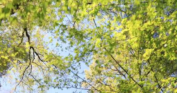 春天阳光树林树叶