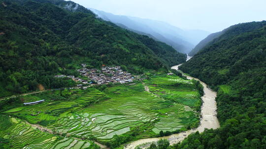 峡谷江边的绿色稻田