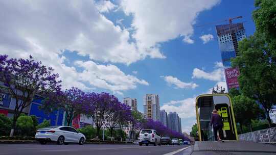 昆明北京路上的蓝花楹4k延时视频素材模板下载