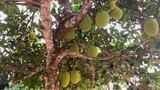 新鲜的绿色菠萝蜜挂在树上高清在线视频素材下载