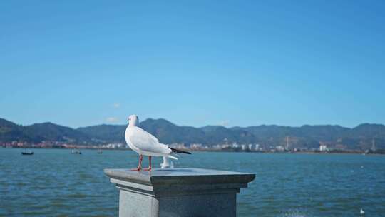 红嘴鸥海埂海鸥候鸟昆明视频素材模板下载