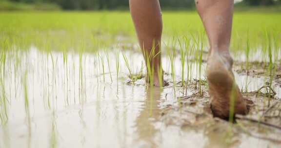 农民的双脚行走在水稻田里