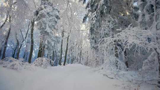 行走在雪后的森林里