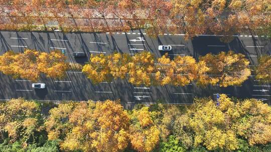 城市街道  梧桐大道  金色梧桐树