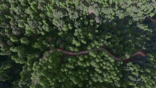 原始森林视频松树林蜿蜒曲折林间小路