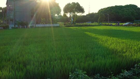 在阳光下充满希望绿色的稻田视频素材模板下载