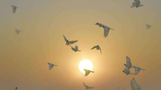 鸽子群飞过夕阳下的天空