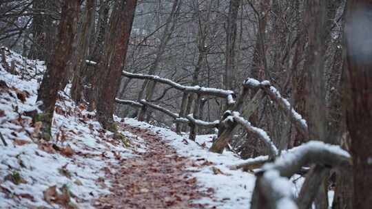 树木，雪，冬天，荒野