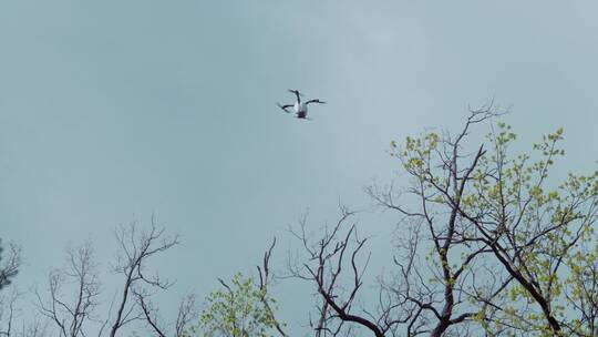 在空中飞行的无人机