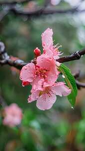 (竖屏) 雨中桃花特写