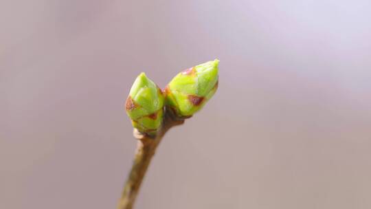 春暖花开视频素材模板下载