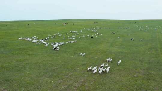 航拍草原上散养的羊群