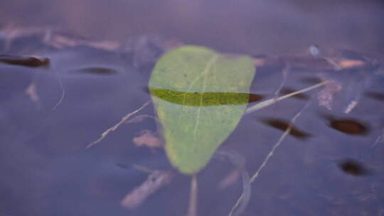 小溪 水中生物 小草 复苏 清澈水中的小草