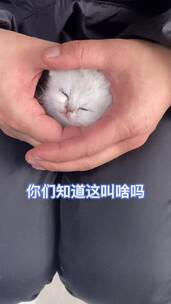 宠物，猫狗双全，萌宠出道，动物成精