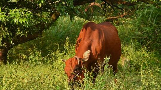 牛吃草景观
