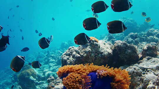 鱼在海里水下游泳。马尔代夫有丰富鱼类的热