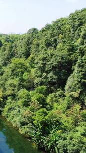 大自然青山绿水植物森林竖屏航拍