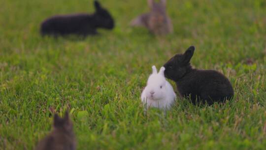 兔年生肖2023兔年素材活兔子视频素材模板下载