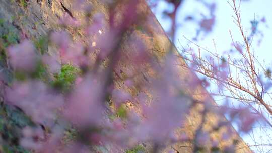 南京玄武区玄武湖景区古鸡鸣寺游客观赏樱花视频素材模板下载