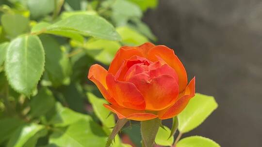 橙色月季花特写镜头