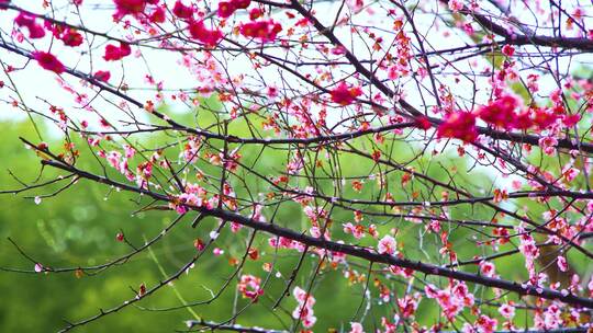 盛开的粉色梅花特写